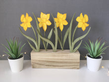 Daffodils Flowers Window Box - Fred And Bo